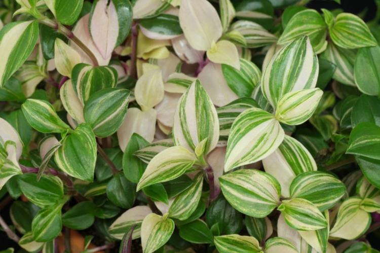 Tradescantia - Types de plantes grimpantes d'intérieur