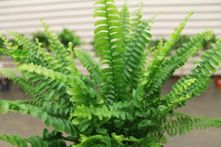 Nephrolepis - Types de plantes grimpantes d'intérieur