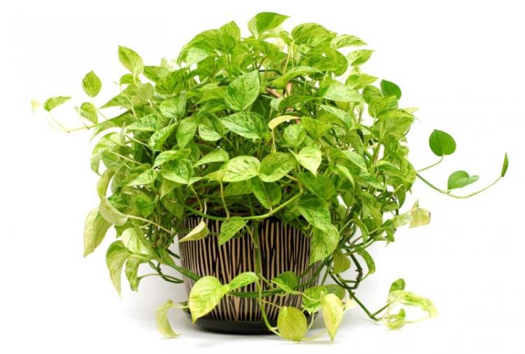 Scindapsus - Types de plantes grimpantes d'intérieur