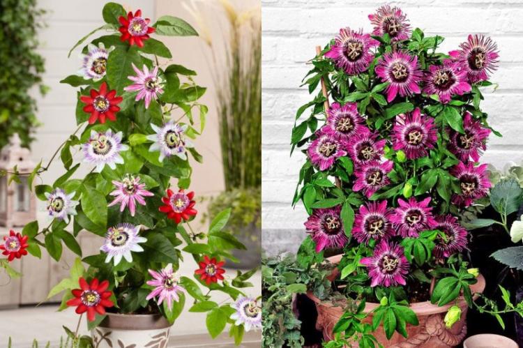 Passiflore - Types de plantes d'intérieur grimpantes