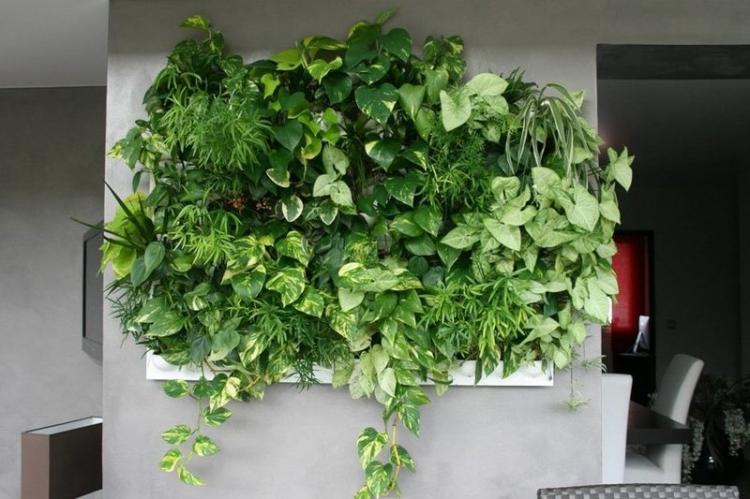 Engrais et fertilisation - Entretien des plantes grimpantes d'intérieur