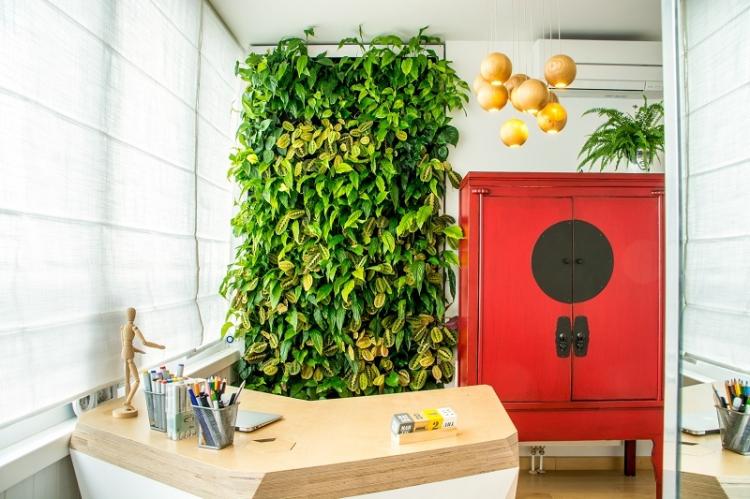 Plantes d'intérieur grimpantes - photo