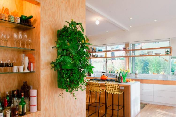 Plantes d'intérieur grimpantes - photo