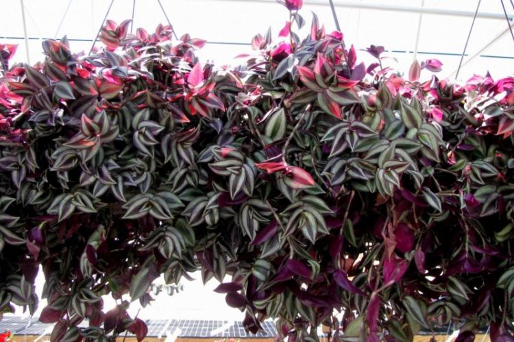 Plantes d'intérieur grimpantes - photo