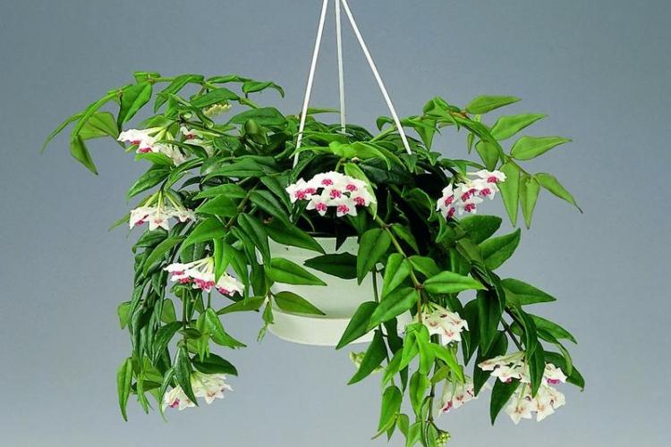 Plantes d'intérieur grimpantes - photo