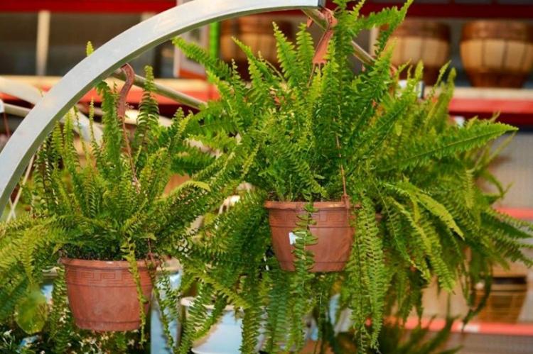 Plantes d'intérieur grimpantes - photo