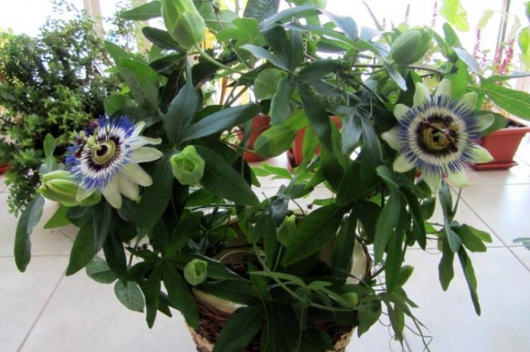 Plantes d'intérieur grimpantes - photo