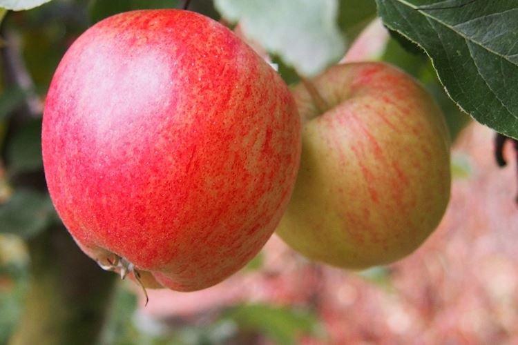 Arrosage - Soin des pommiers Candy