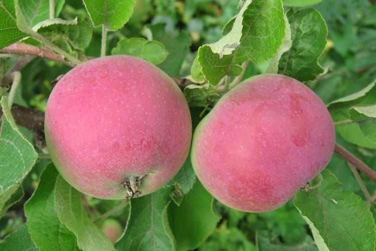 Terreau - Entretien des pommiers Candy