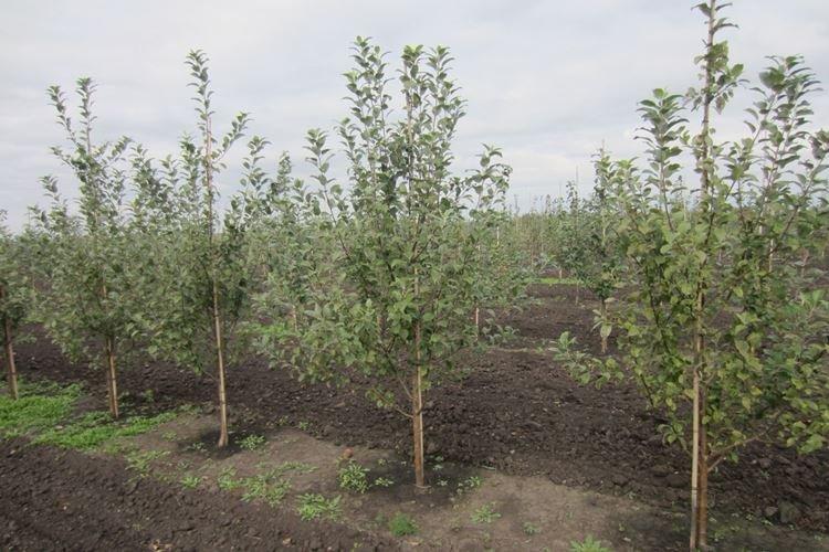 Planter un pommier Candy