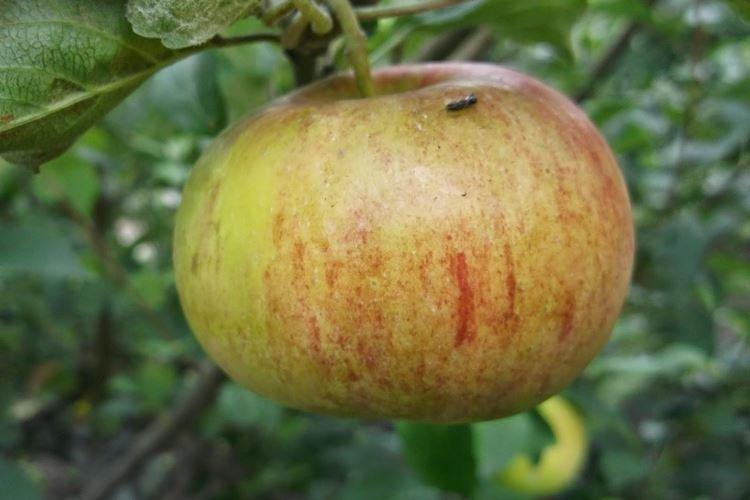 Sol - Entretien du pommier Lungaria