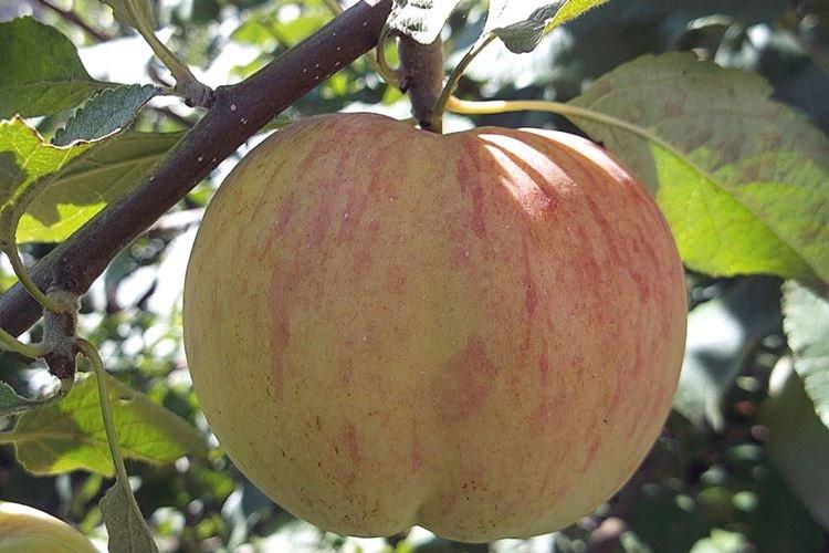 Top dressing - Soin du pommier Lungitsa