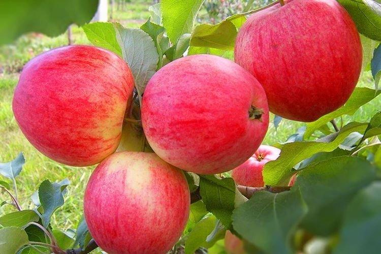 Description et caractéristiques de la variété - Pomme Melba