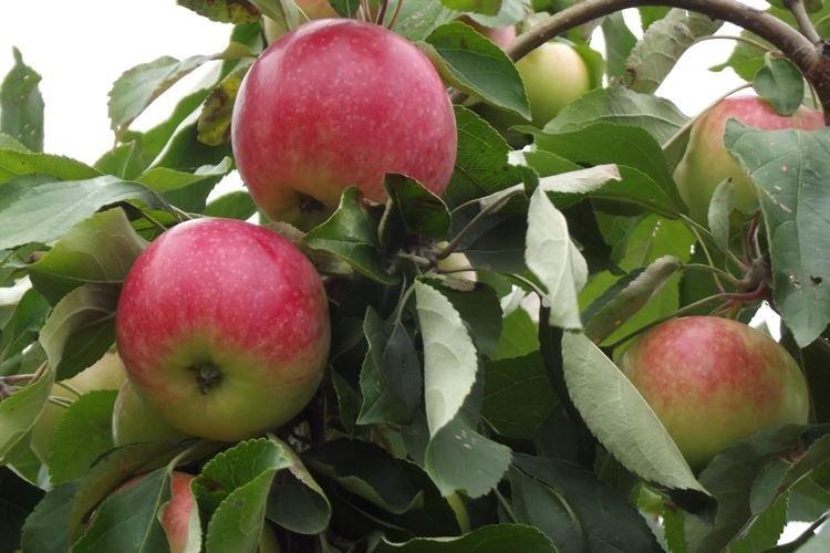 Arrosage - Entretien du pommier Melba