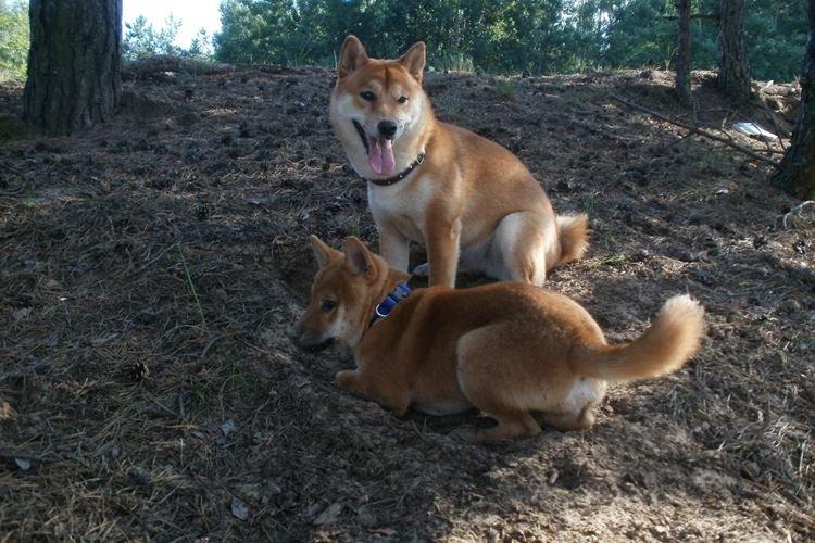 Sanshu - Races de chiens japonais