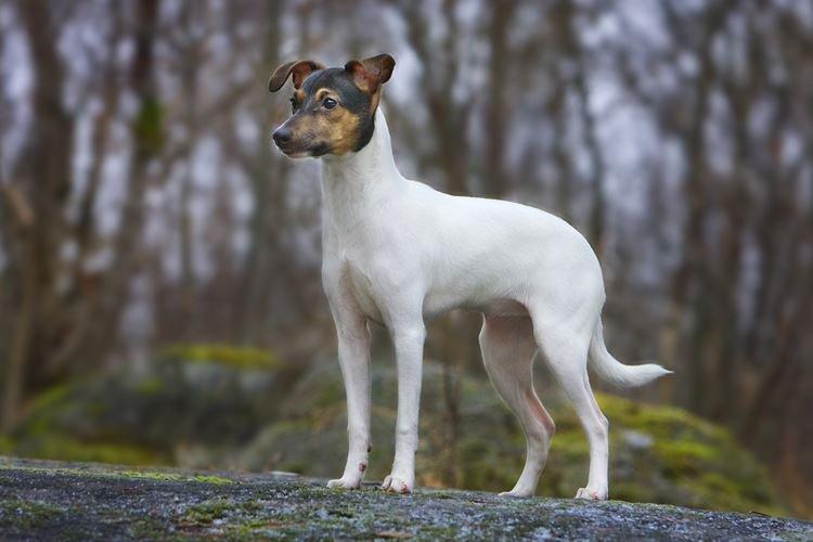 Terrier japonais - Races de chiens japonais