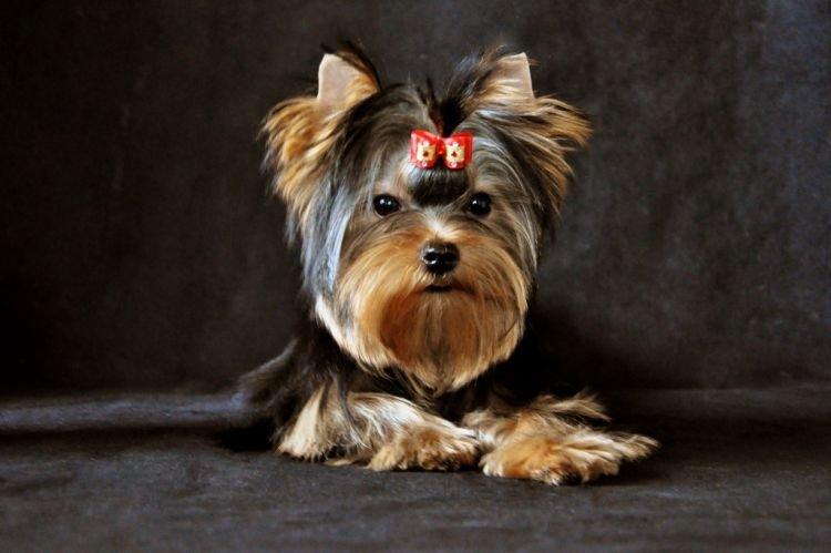 Histoire d'origine - Yorkshire Terrier