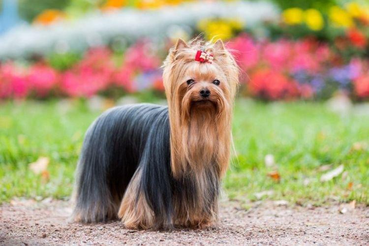 Apparence - Yorkshire Terrier
