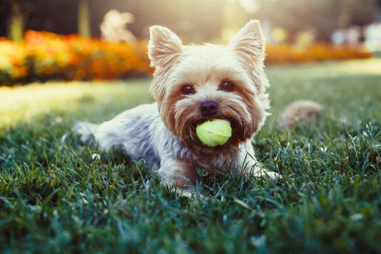 Caractère - Yorkshire Terrier