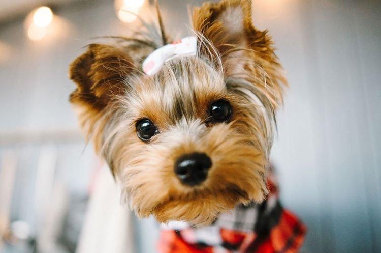Santé et maladie - Yorkshire Terrier