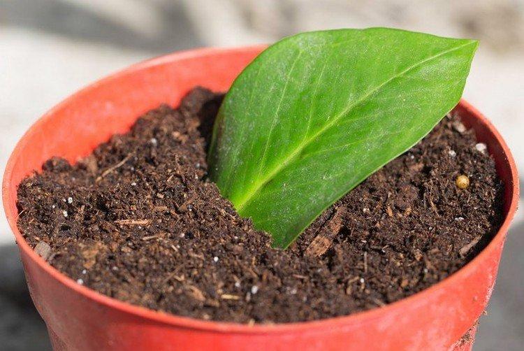 Reproduction - Soins à domicile Zamioculcas