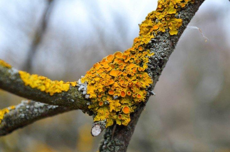 Lutte contre les mousses et les lichens - Application au vitriol de fer en jardinage