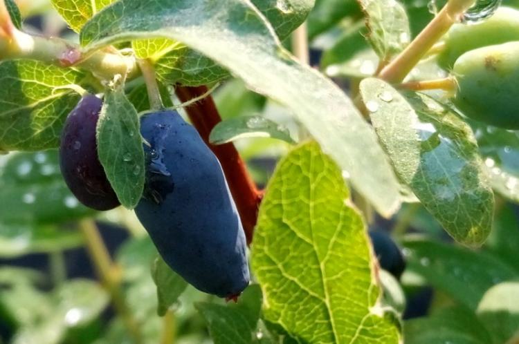 Caractéristiques générales - Chèvrefeuille