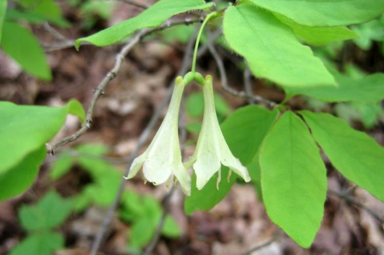 Chèvrefeuille canadien - Types de chèvrefeuille