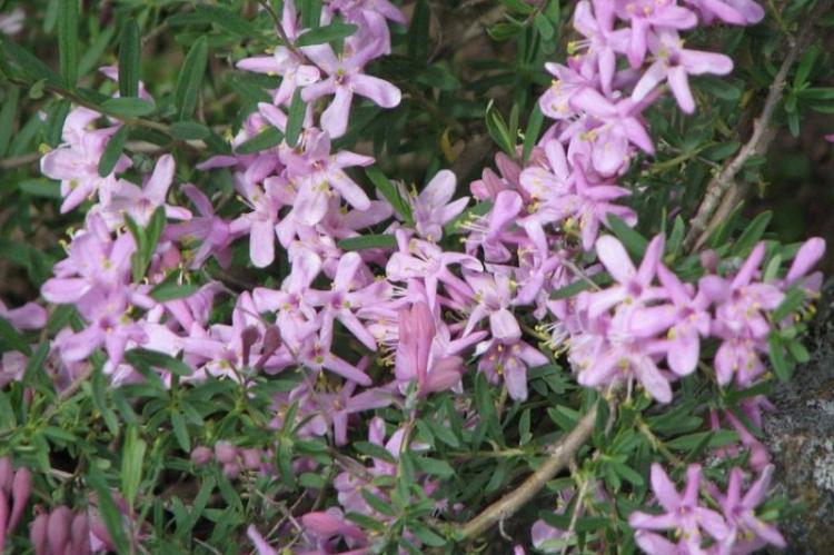 Chèvrefeuille d'Albert - Espèces de chèvrefeuille