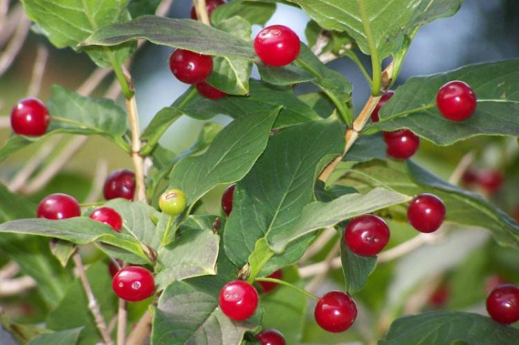 Chèvrefeuille des Alpes - Types de chèvrefeuille
