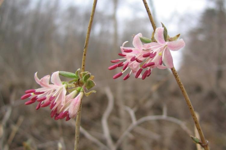 Chèvrefeuille à floraison précoce - Espèces de chèvrefeuille