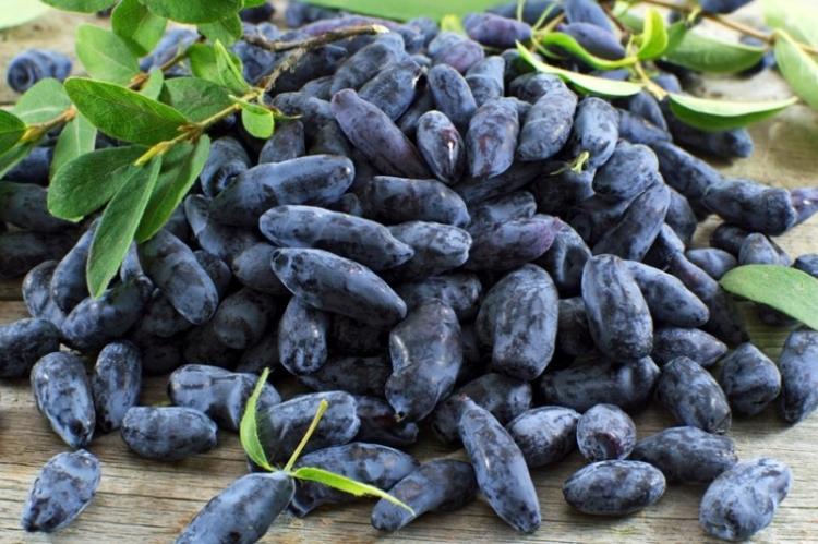 Chèvrefeuille - photo