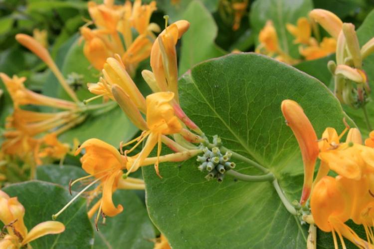 Chèvrefeuille - photo