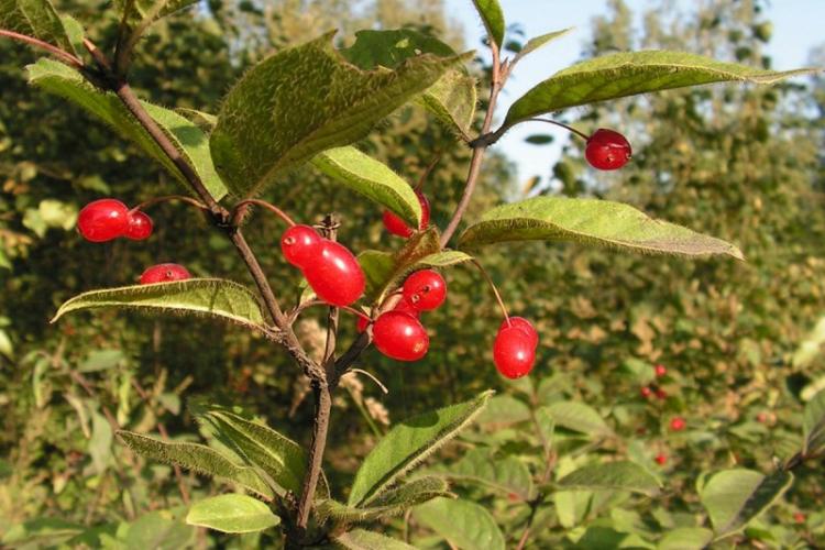 Chèvrefeuille - photo