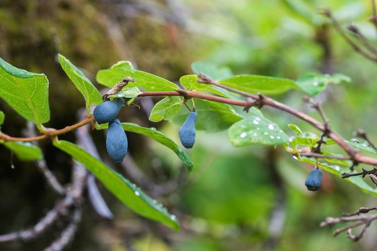 Chèvrefeuille - photo
