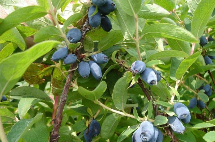 Chèvrefeuille - photo