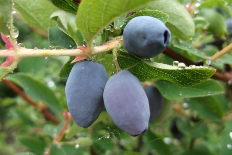 Chèvrefeuille - photo