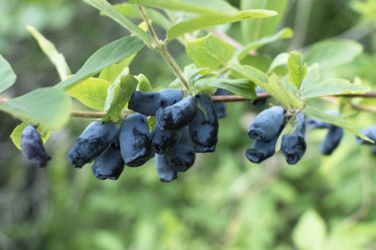 Chèvrefeuille - photo