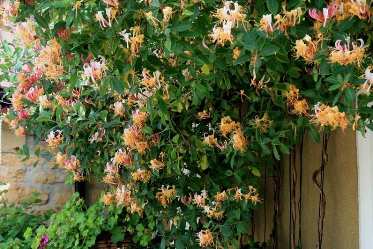 Chèvrefeuille - photo