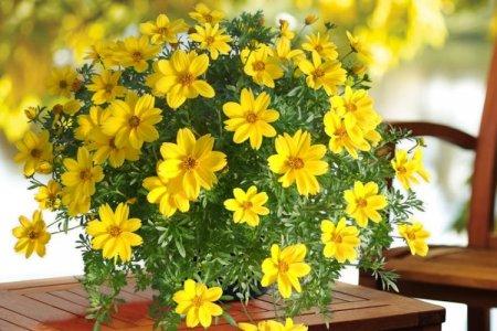 Bidense (60 photos): types, culture et soins appropriés