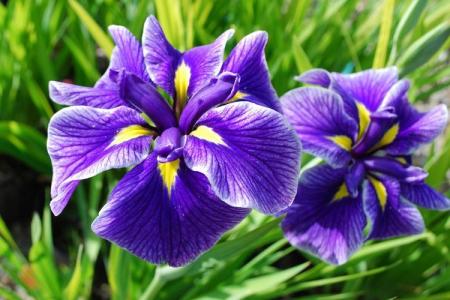 Iris (60 photos): types et caractéristiques des soins